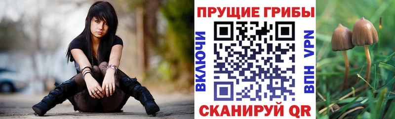 Купить где  Кологрив  Псилоцибиновые грибы Cubensis 